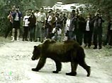 В селе Каменское Пенжинского района Корякского округа (Камчатский край) застрелен медведь, забредший на территорию местной больницы и напугавший пациентов В селе Каменское Пенжинского района Корякского округа (Камчатский край) застрелен медведь, забредший на территорию местной больницы и напугавший пациентов