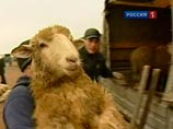 Собянин велел мусульманам обходиться без "вызывающих зрелищ" и крови на Курбан-байрам
