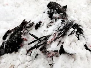 Произошел очередной случай необъяснимой массовой гибели птиц. На этот раз происшествие случилось в Канаде