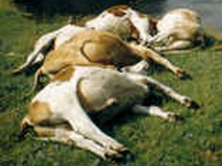 В американском штате Висконсин произошел массовый падеж крупного рогатого скота